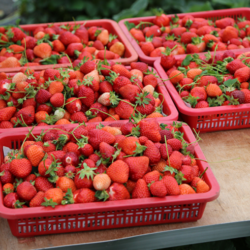 1KG of fresh strawberries with high sugar content and fresh fragrance delivered directly from the farm