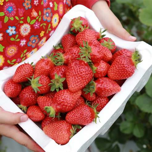 1KG of fresh strawberries with high sugar content and fresh fragrance delivered directly from the farm