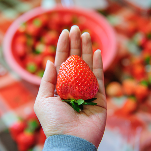 1KG of fresh strawberries with high sugar content and fresh fragrance delivered directly from the farm